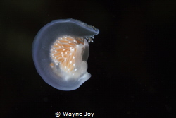 First UW photo entry ever.  Nudibranchs are my favorite m... by Wayne Joy 